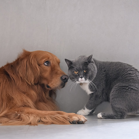 Dog and cat test image