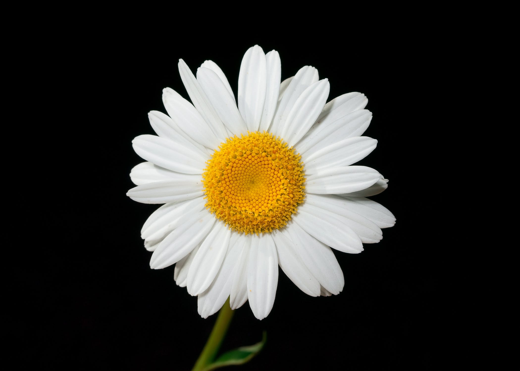 Test image daisy.jpg