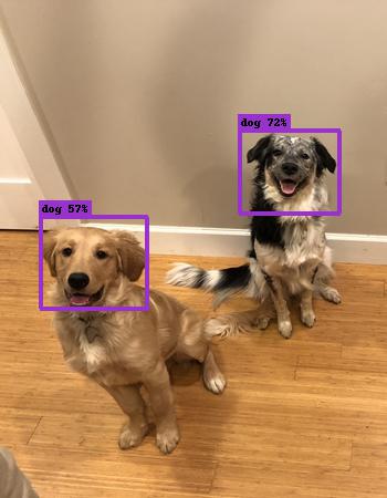 Two dogs each with a predicted bounding box around their face