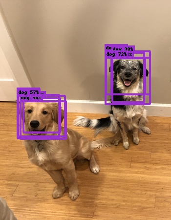 Two dogs each with a swarm of bounding boxes around the face